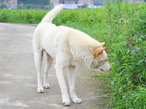 Kinesisk pastoral hund